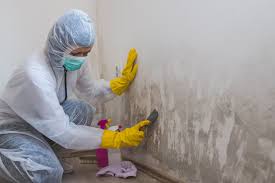 Reliable Houston, MO Mold Removal & Remediation Solutions